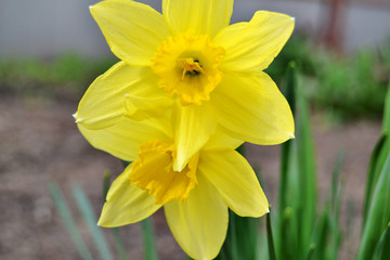 Fototapeta premium Yellow daffodils close-up in early spring blurred background