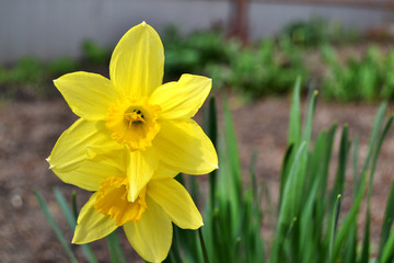 Yellow daffodils close-up in early spring blurred background