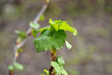 Young leaves on a branch of black currant on a blurred background in early spring.