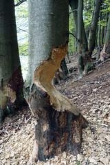 Damaged trees caused by beaver