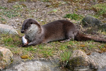 Fütterung beim Fischotter im Tierpark Ueckermünde