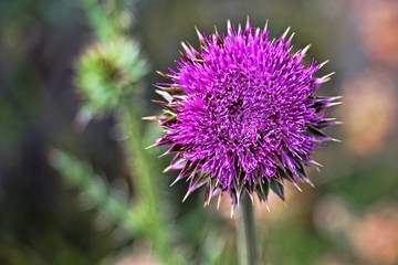 Close-up view of a bright, purple thistle flower