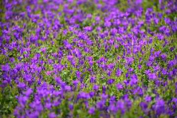 Naklejka premium Campanula addenda Ambella. Flowers for the garden, landscape design, delighted attractive environment. Flower background