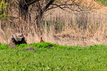 Pheasant in green grass on a meadow