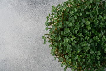 Arugula sprouts growing in round plate on bright textured surface, top view with copy space. Organic cooking and menu.