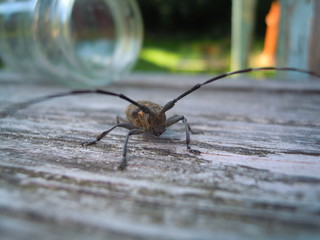 little bug with a moustache