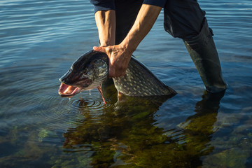 Fishing. Fisherman and trophy Pike. Open-mouthed large pike in the angler's hands.