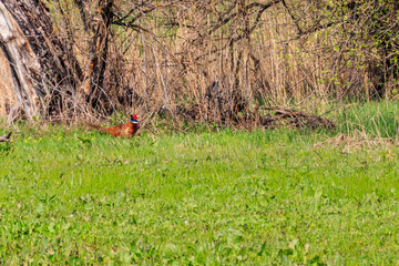 Pheasant in green grass on a meadow