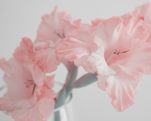 Pink gladiolus flower close up stylized