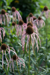Echinacea purpurea flower faded in the garden