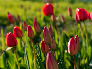 Group of colorful tulip. red flower tulip lit by sunlight. Soft selective focus, tulip close up, toning. Bright colorful tulip photo background