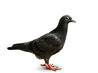 full body of black feather speed racing pigeon standing on white background