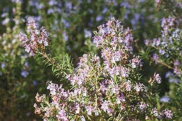 Obraz premium Rosemary pink flowers in spring