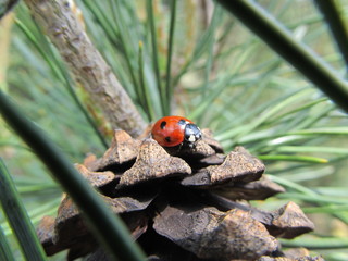 Ladybug sits on a pine cone lit by the sun against the background of the forest. Beetle insect. Stock natural photography.