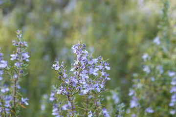 Rosemary flowering in spring