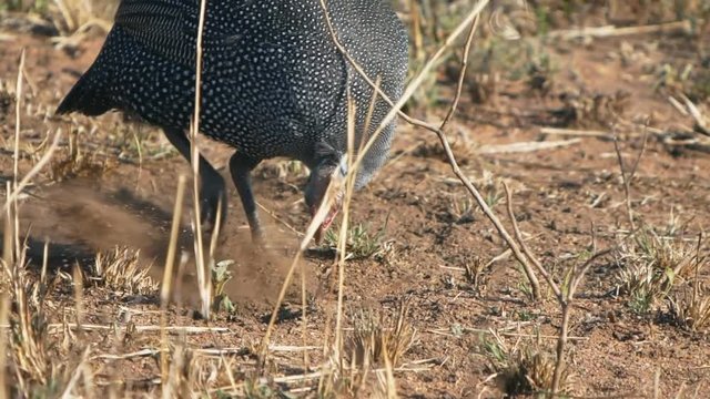240p slow motion clip of a guinea fowl digging at serengeti national park in tanzania