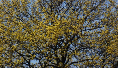 Spring Impressions from Wröhmännerpark  on the Havel River in Berlin Spandau (is the oldest park in Berlin Spandau and was built between 1913 and 1914 under the name Wröhmännerplatz), Germany