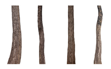 Trunks isolated on white background.