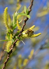 Honigbiene auf Obstblüten