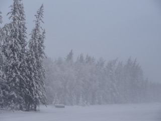 winter, snow, forest, landscape, tree, cold, frost, nature, white, trees, christmas, sky, season, ice, pine, snowy, frozen, blue, scene, park, outdoor, field, wood, day