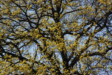 Spring Impressions from Wröhmännerpark  on the Havel River in Berlin Spandau (is the oldest park in Berlin Spandau and was built between 1913 and 1914 under the name Wröhmännerplatz), Germany