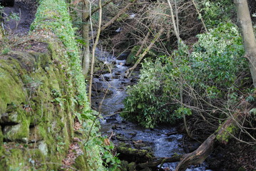 stream in forest