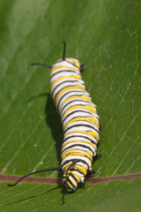 Naklejka premium Monarch Butterfly Larva feeding on Milkweed leaves