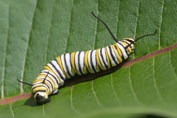 Monarch Butterfly Larva feeding on Milkweed leaves