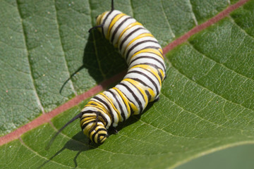 Monarch Butterfly Larva feeding on Milkweed leaves