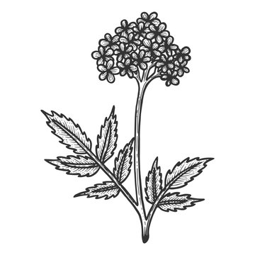 Valerian herb sketch engraving vector illustration. Scratch board style imitation. Black and white hand drawn image.