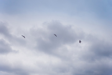 Obraz premium cloudy sky background
