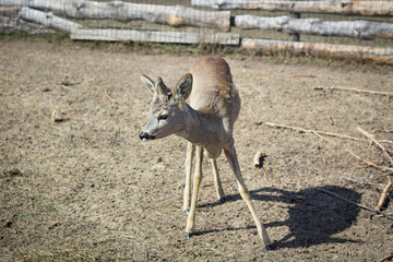 Close-up of baby deer fawn on rural farm ranch