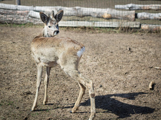 Fototapeta premium Close-up of baby deer fawn on rural countryside ranch