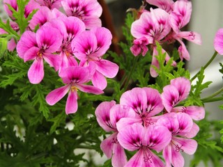 FLORACI&Oacute;N DE COLOR VIOLETA, GERANIOS, FLORES MORADAS, HERMOSO, PRIMAVERA, JARD&Iacute;N, PLANTAS, FLORACI&Oacute;N, ROSAS, P&Eacute;TALOS