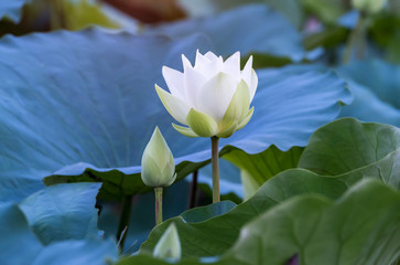 Obraz premium white lotus flower in pond
