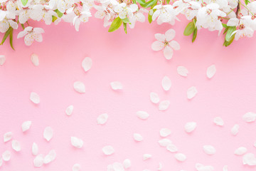 Fototapeta na wymiar Fresh branches of cherry white blossoms with petals on pastel pink background. Soft light color. Mockup for positive idea. Empty place for inspirational, emotional, sentimental text, quote or sayings.