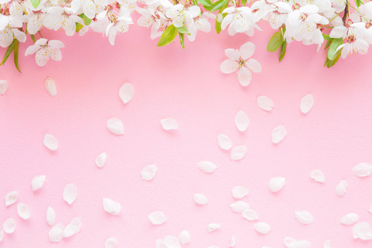Fresh branches of cherry white blossoms with petals on pastel pink background. Soft light color. Mockup for positive idea. Empty place for inspirational, emotional, sentimental text, quote or sayings.