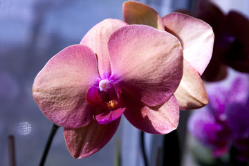 Beautiful orchid flower phalaenopsis