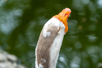 Back view of a goose head