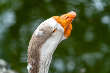 Back view of a goose head