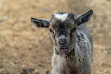 Small baby goat portrait