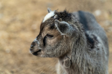 Small baby goat portrait