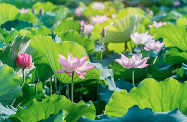beautiful pink lotus flower plants
