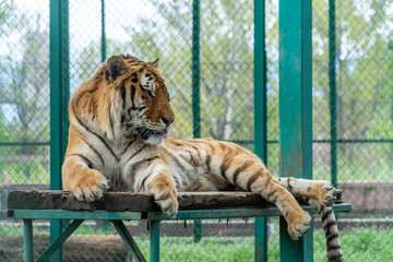 Tiger resting on a wooden platform