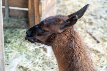 Lama cub back head