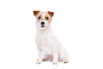 Jack Russel Terrier