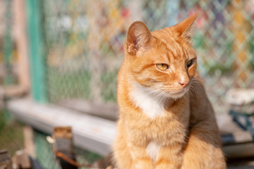 Red cat rusty sun day sitting nature pets