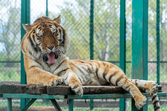 Tiger Yawn On A Wooden Platform