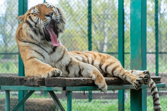 Tiger Yawn On A Wooden Platform