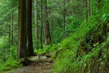 path in the forest